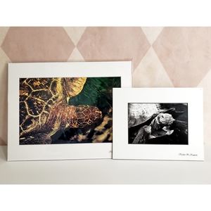 Turtle Photography Prints